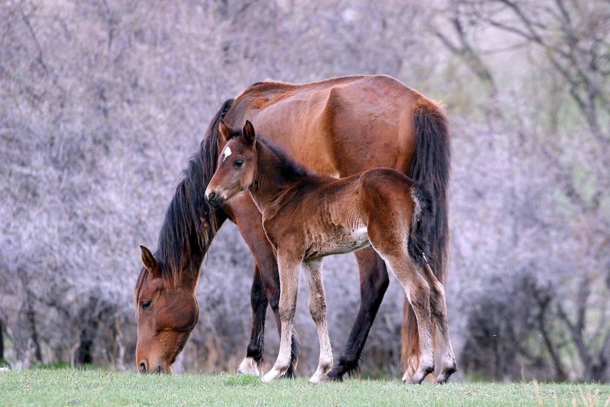 Животные природа Кыргызстана