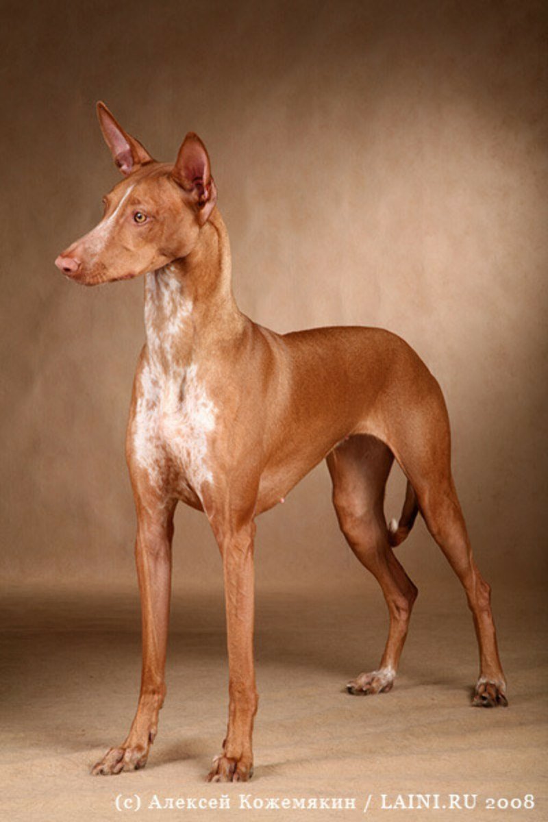 Анубис порода