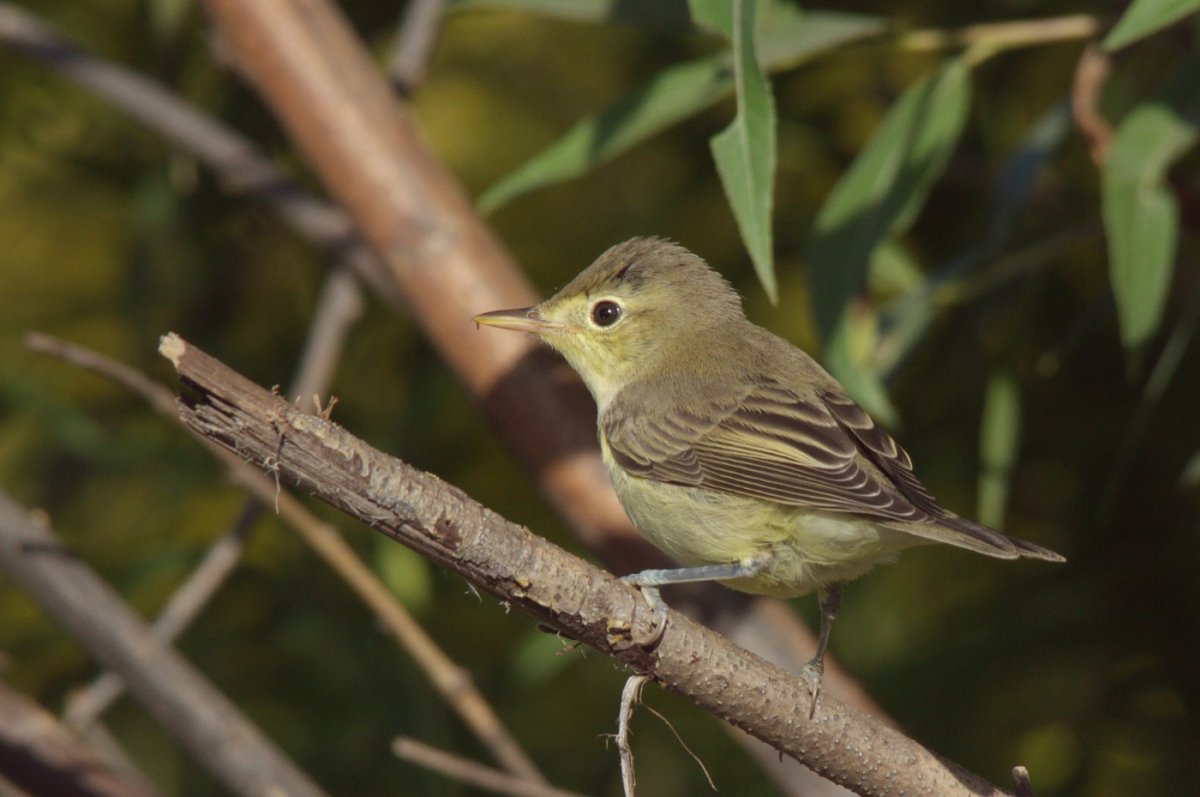 Icterine Warbler птица
