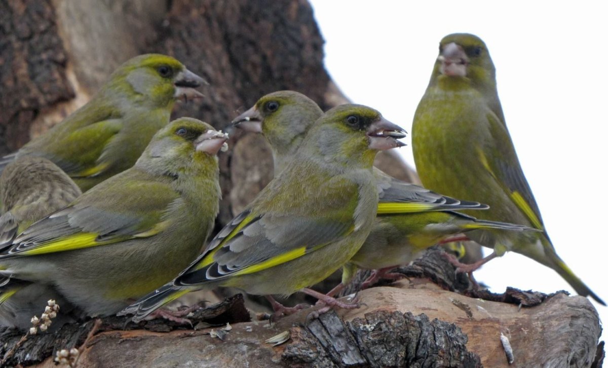 Зеленушка обыкновенная птенец
