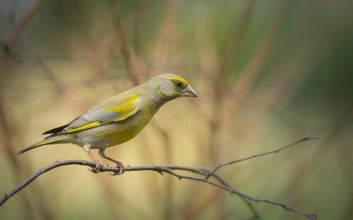 Лесная канарейка зеленушка