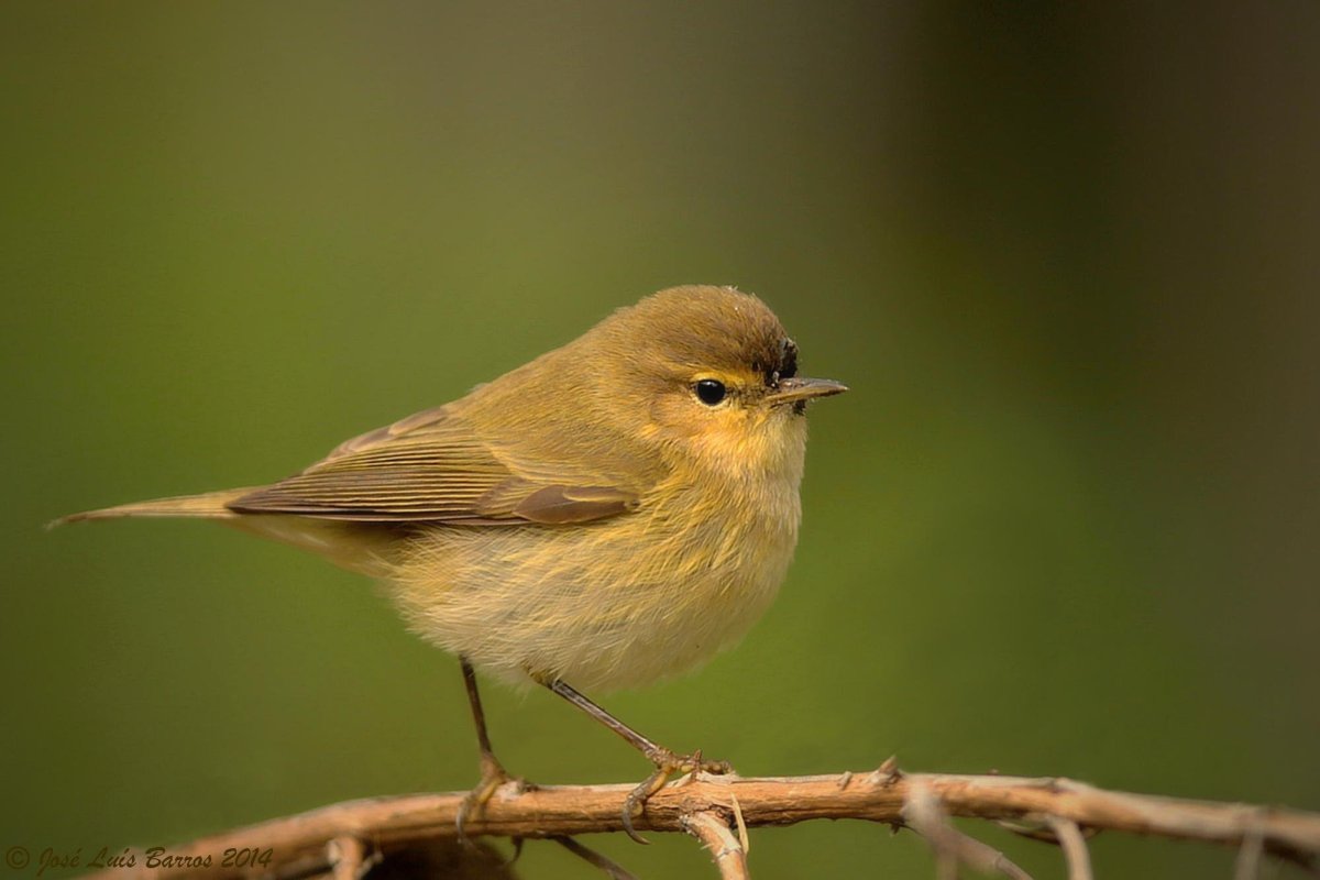Жёлтая птичка пеночка
