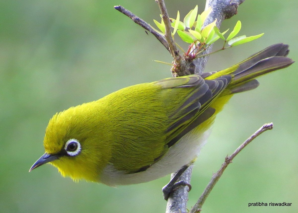 Зеленая птица