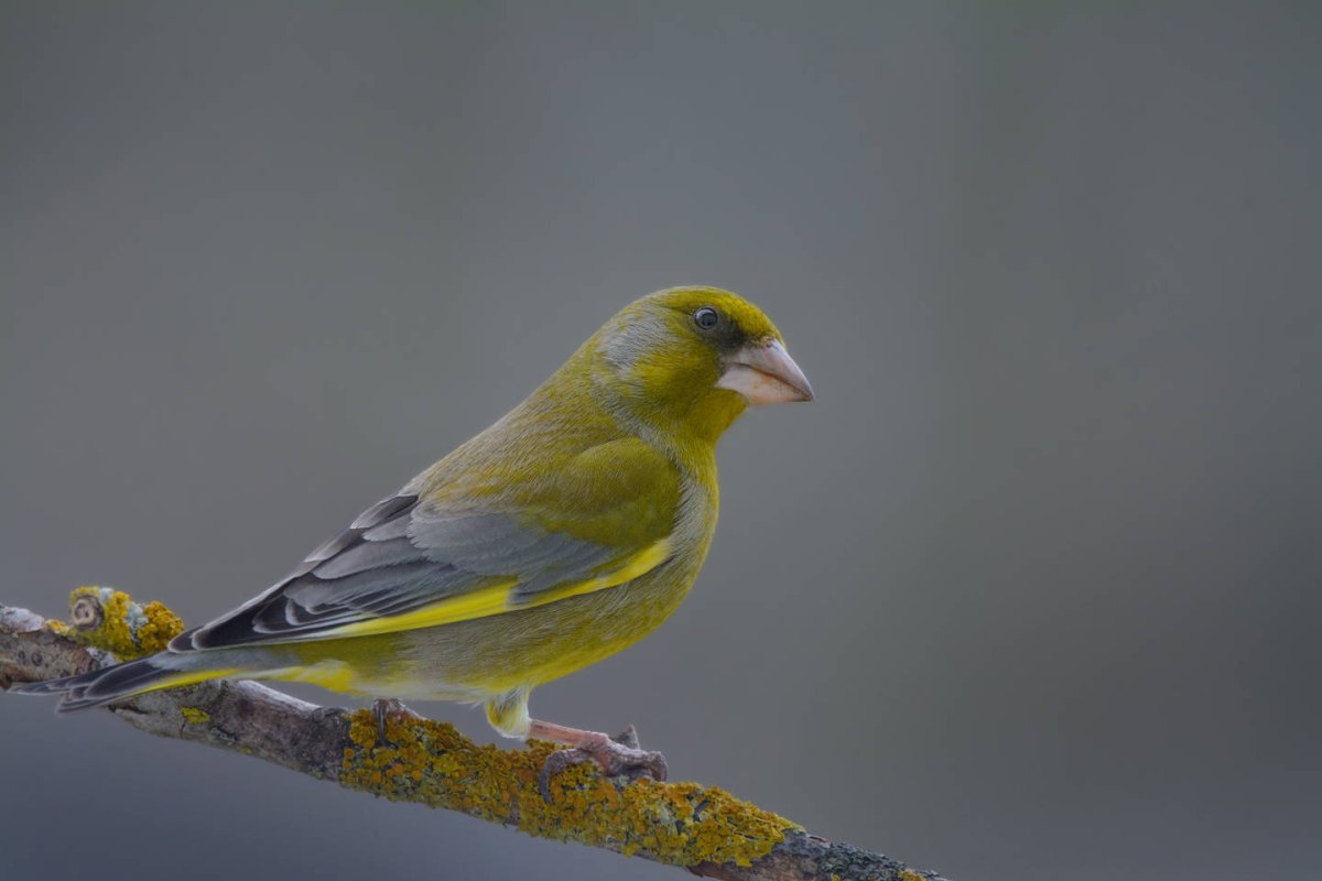 Птичка с зеленой грудкой