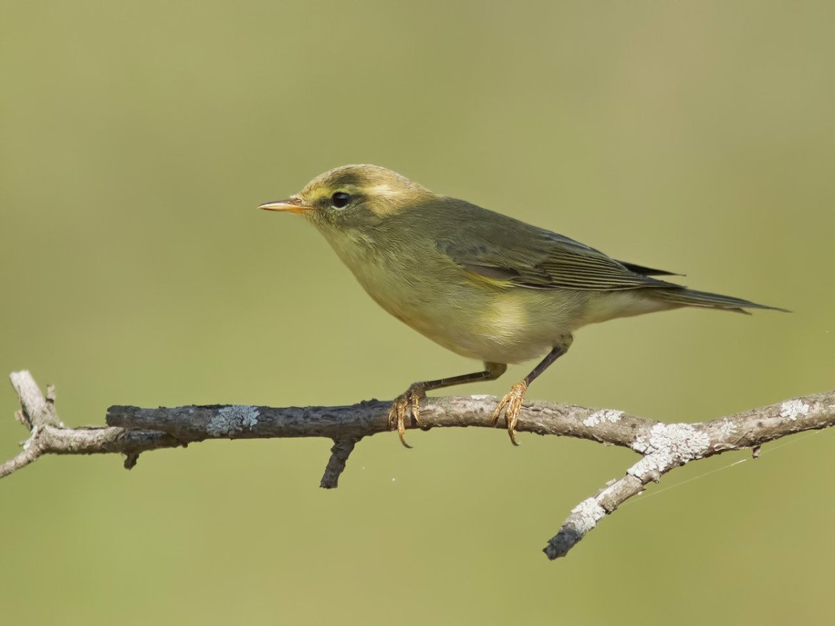 Зеленушка, Воробей