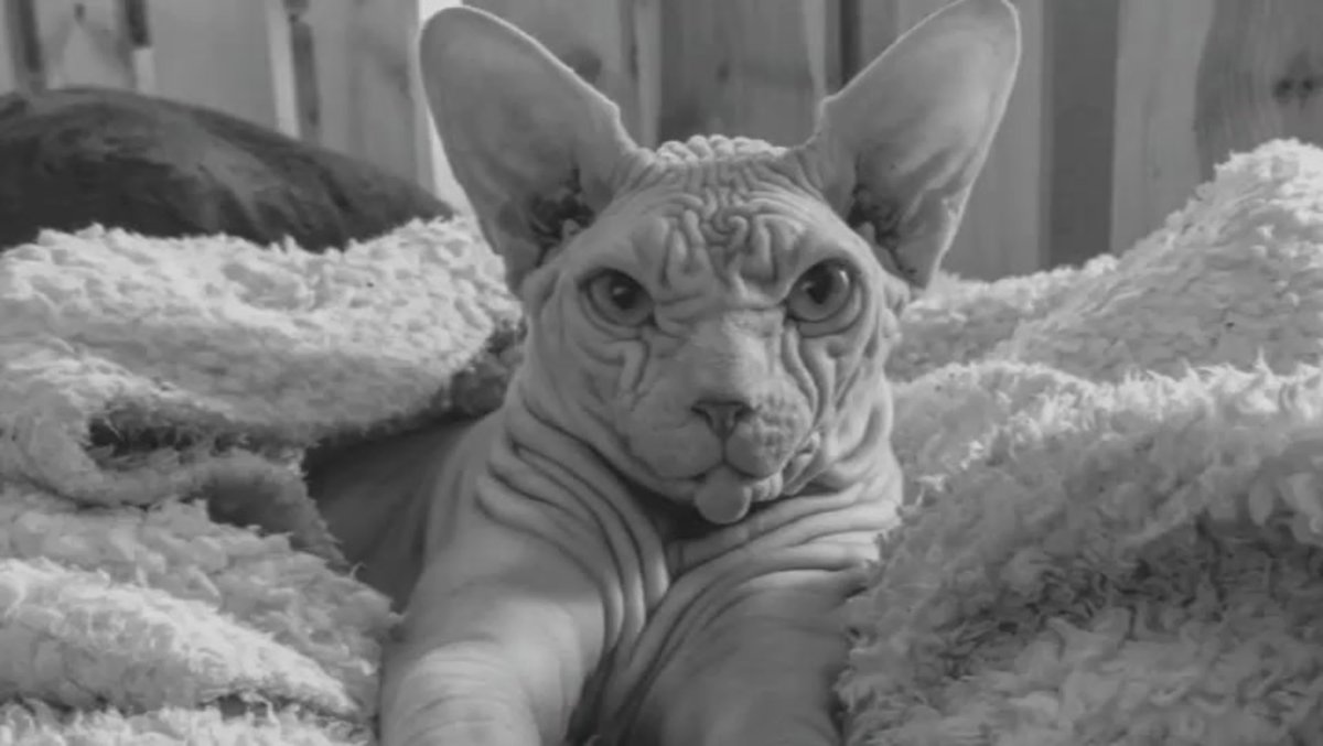 Канадский сфинкс