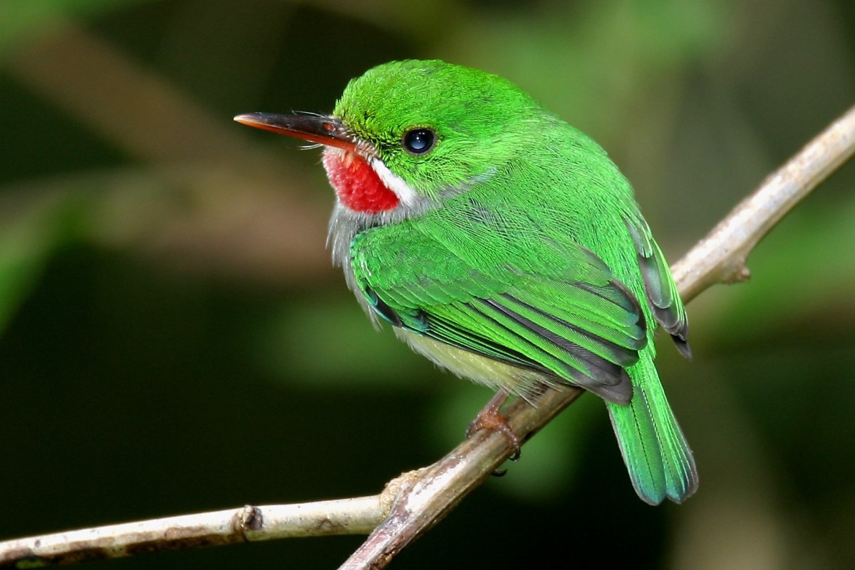 Пуэрториканский Тоди