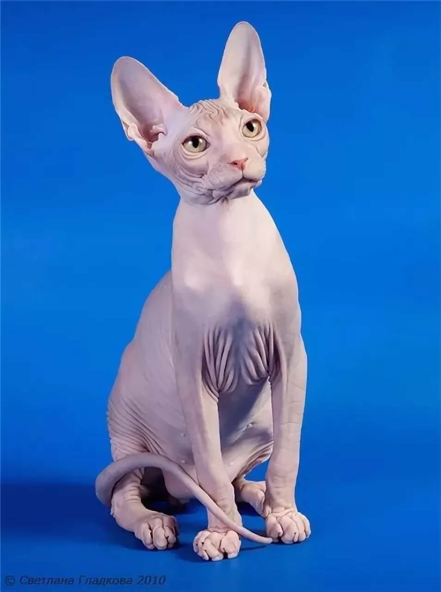 Канадский сфинкс табби