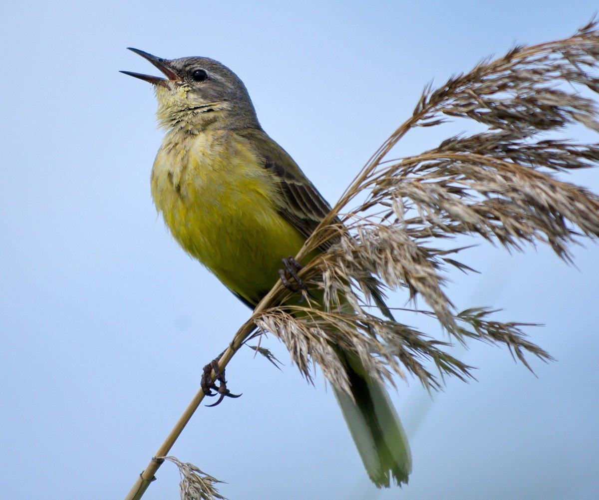 Желтогорлый медосос