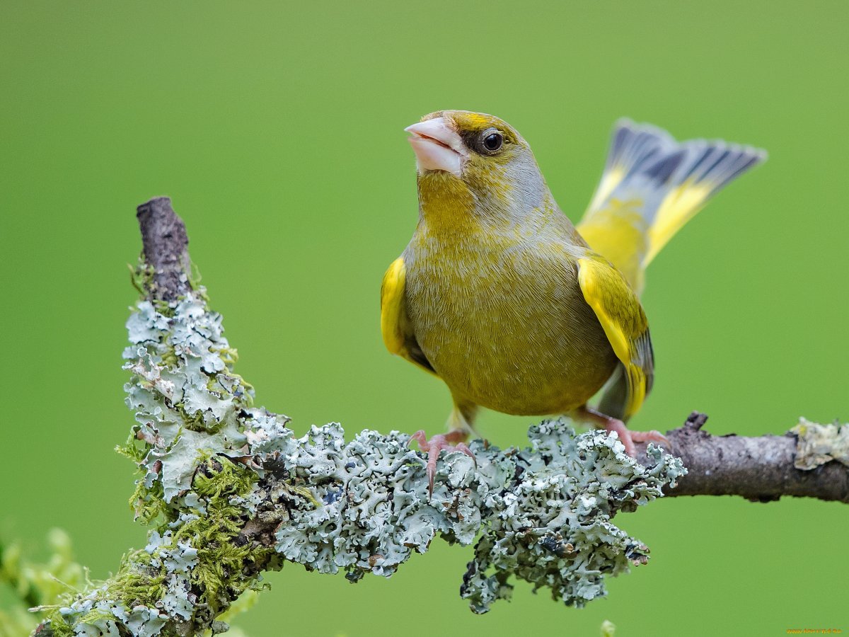 Канарский канареечный вьюрок