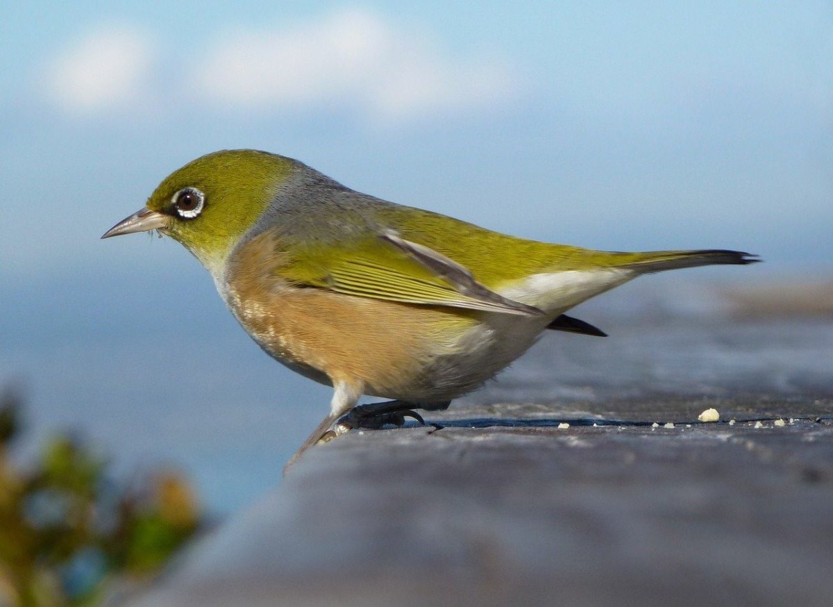 Маленькая зеленоватая птичка