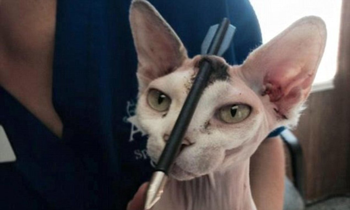 Девон рекс Калико