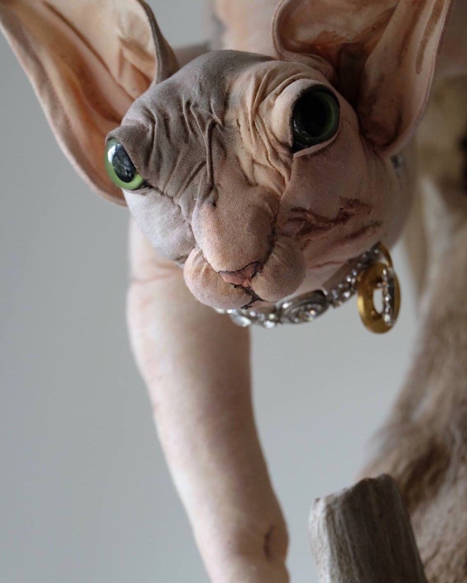 Канадский сфинкс кошка