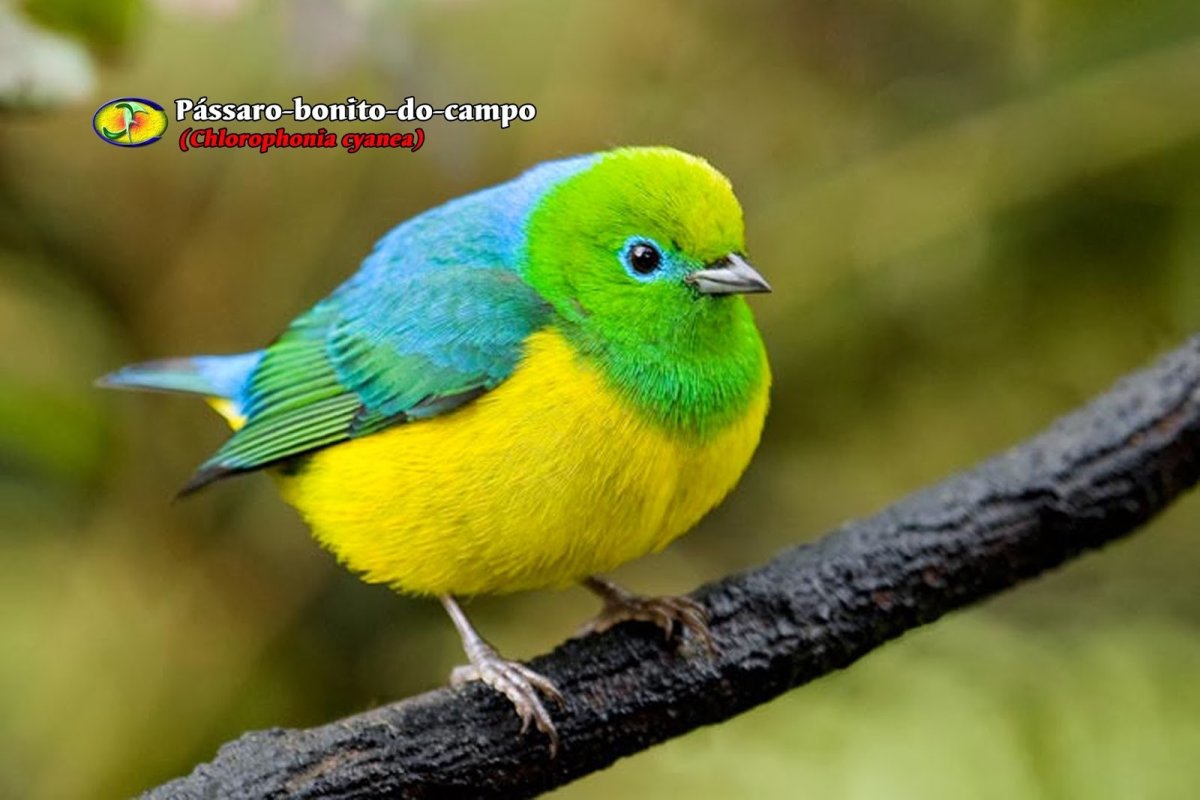 Blue-naped Chlorophonia