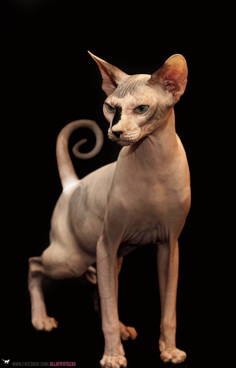 Кот Египетский сфинкс