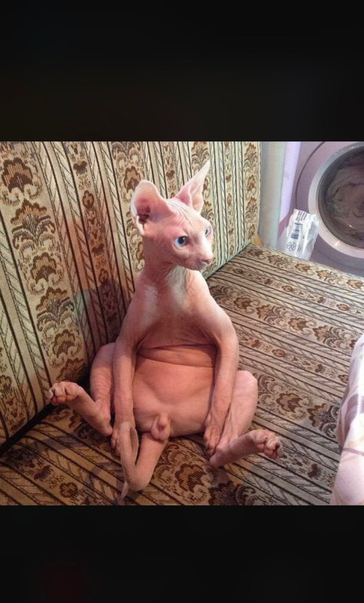 Лысая кошка сфинкс