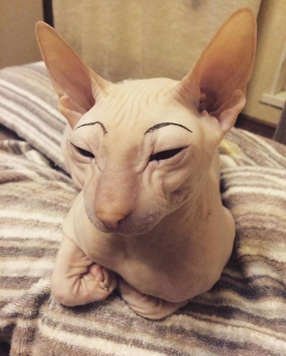 Кот Египетский сфинкс