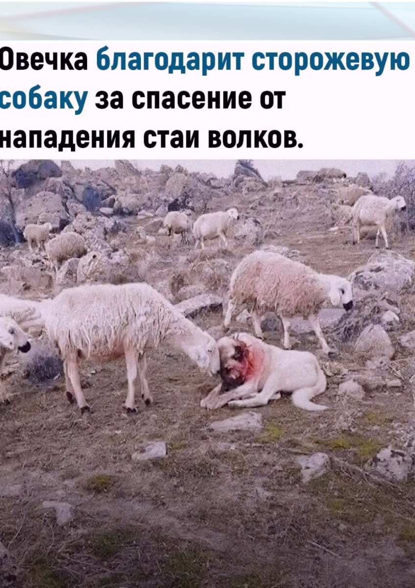 Собака овца