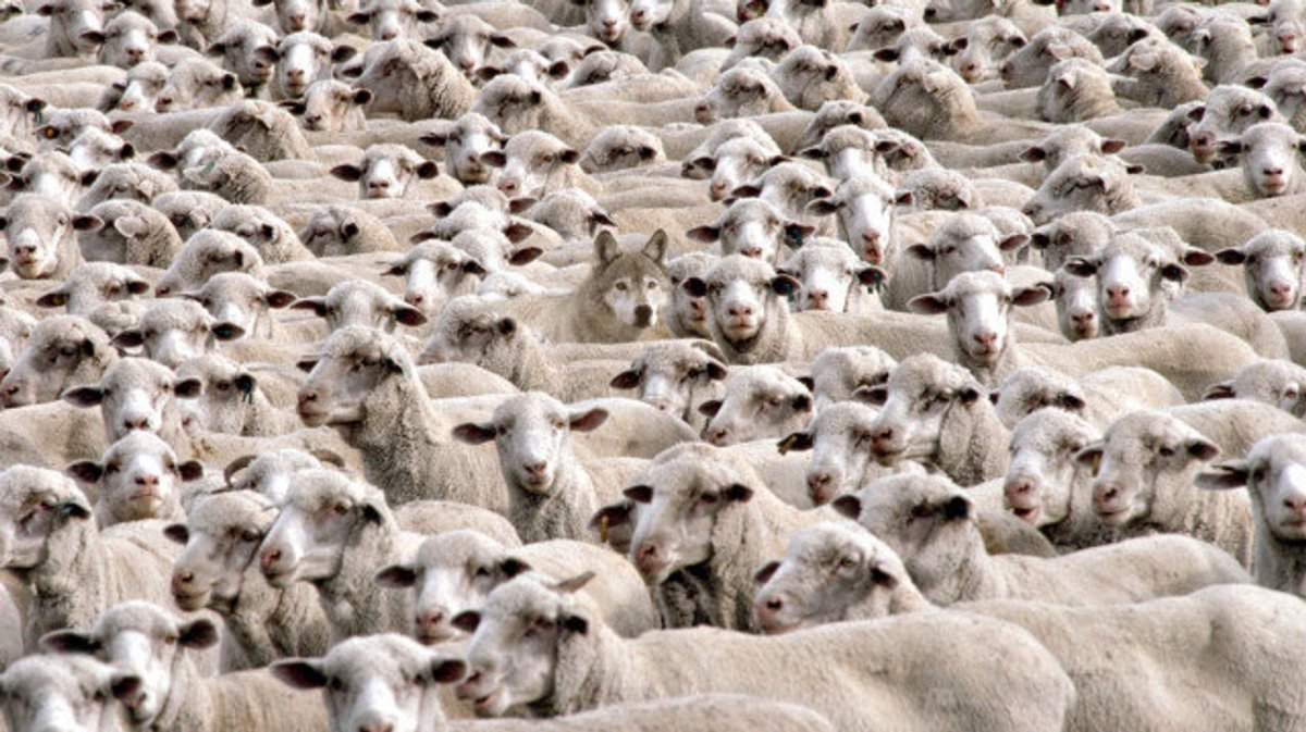 Много овец