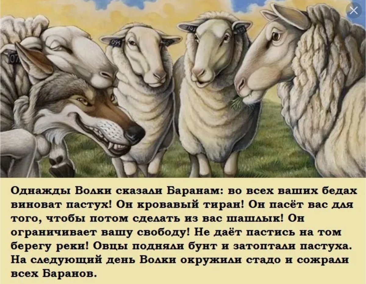 Пастух тиран