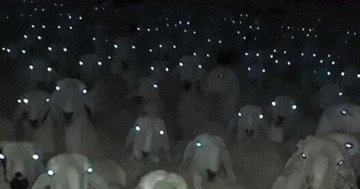 Бараны в темноте