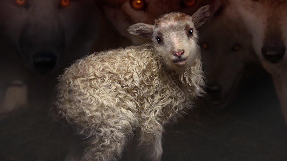 Эксперимент Авиценны с ягнятами