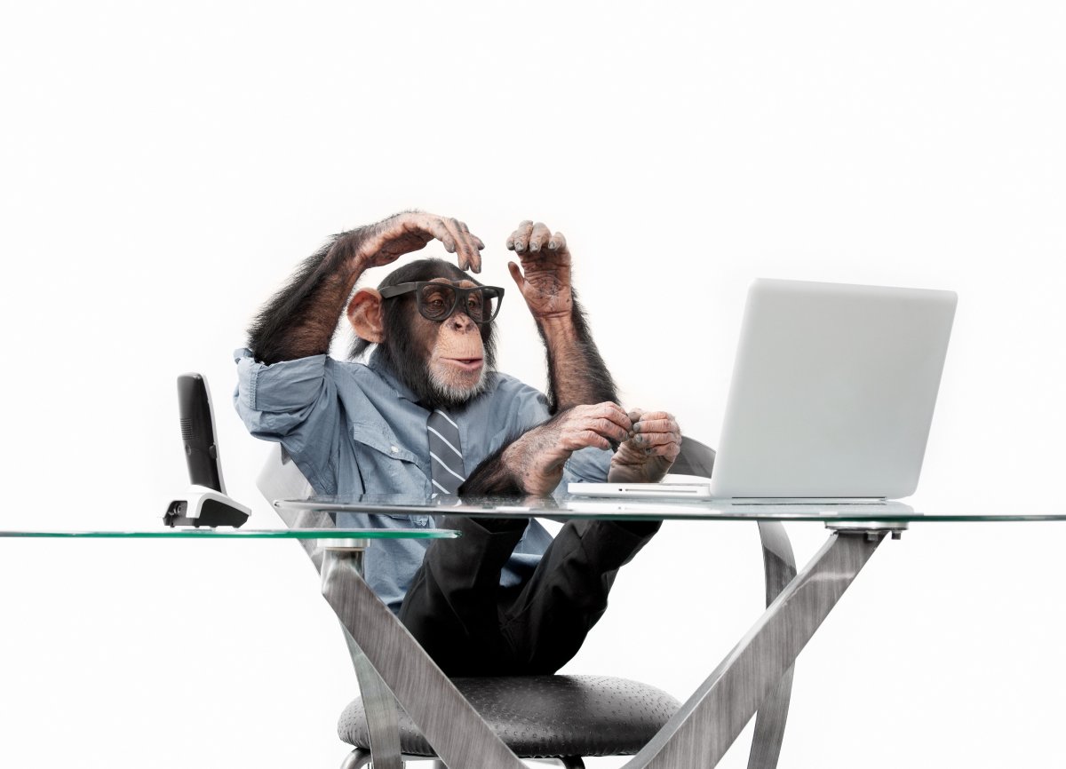 Обезьяна с ноутбуком
