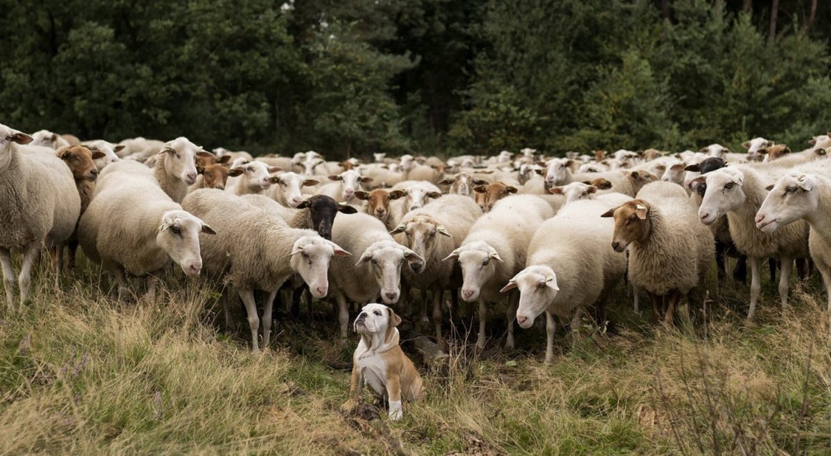Стадо Баранов