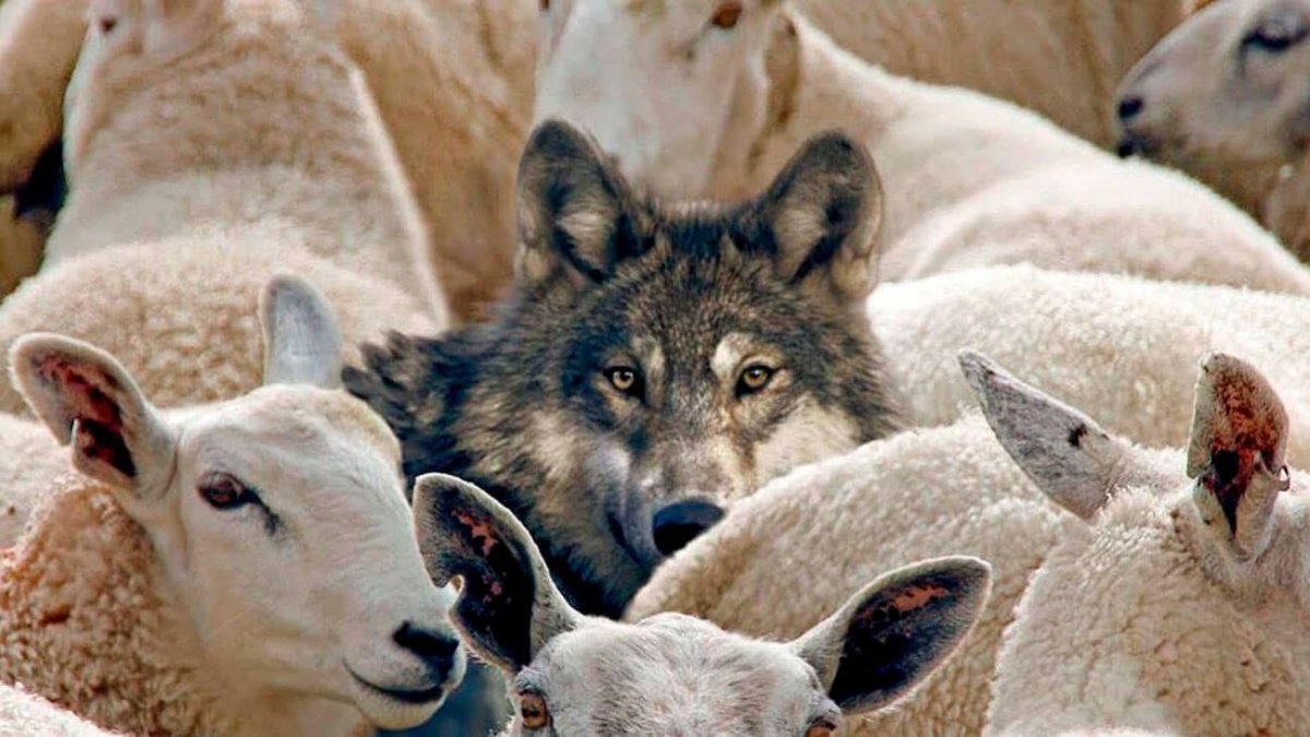 Стадо овец под управлением волка