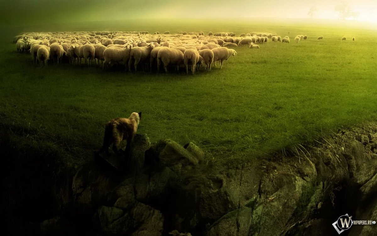 Обои на рабочий стол овцы