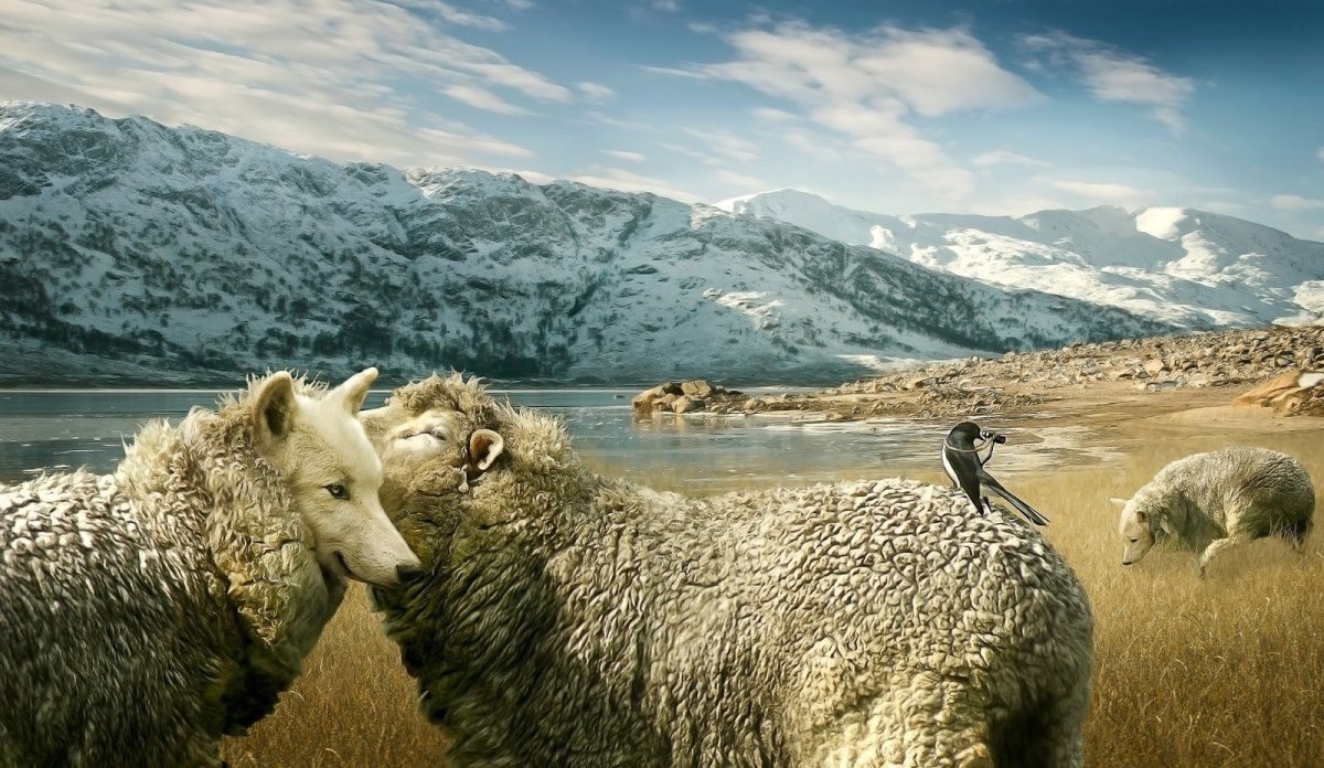 Волк в овечьей шкуре