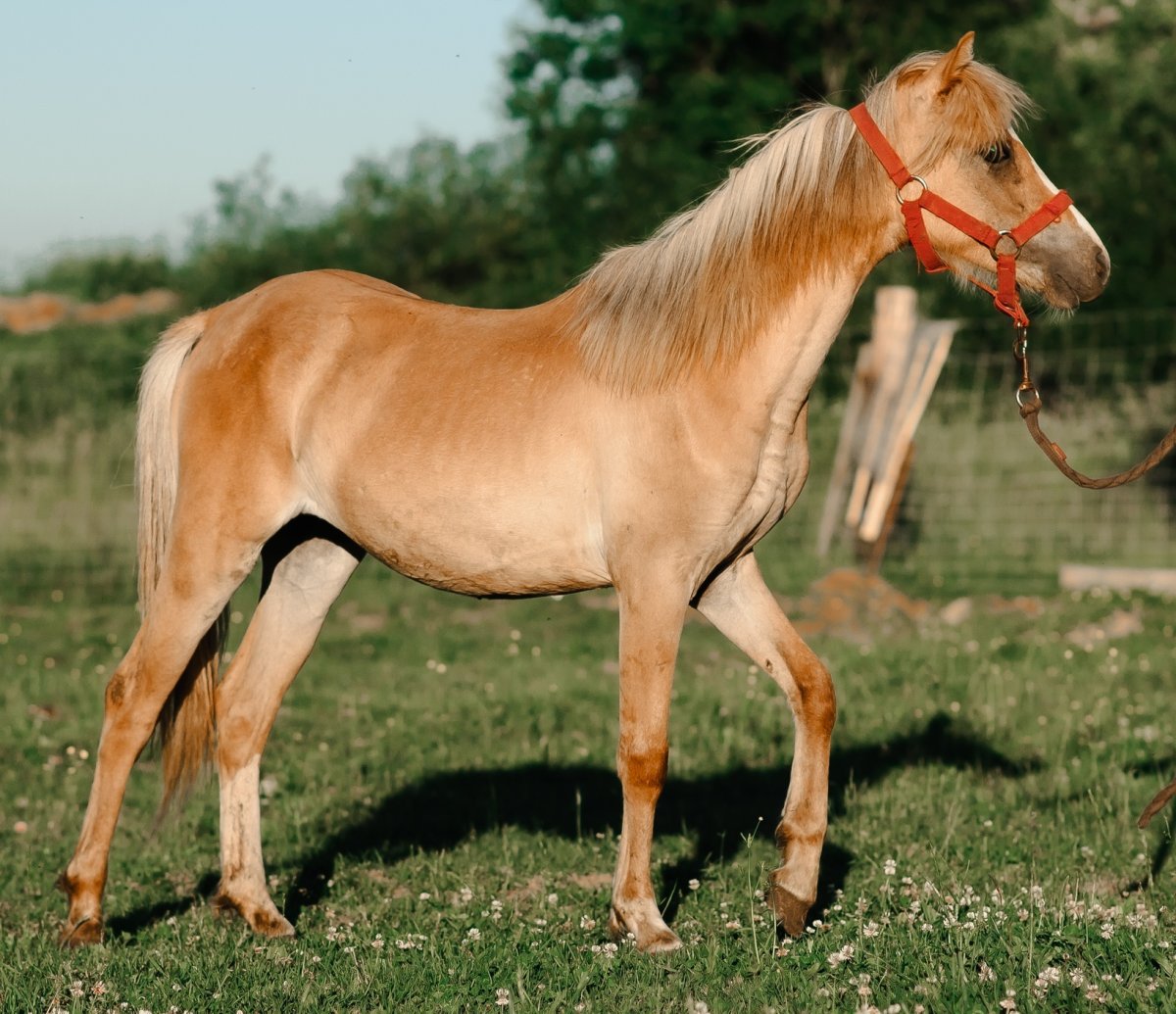 Каурый цвет лошади