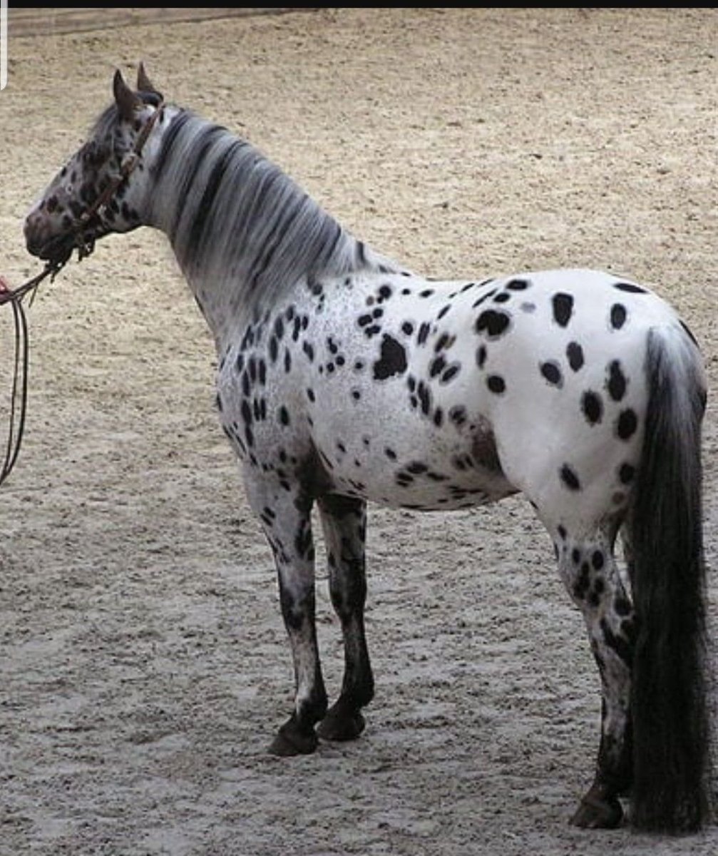 Аппалуза чубарая тигровая