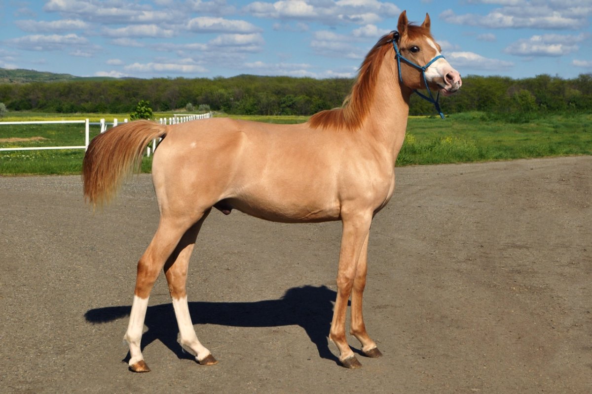 Каурая лошадь