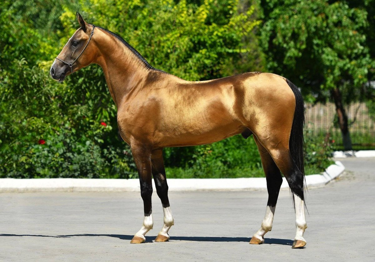 Цвет лошади каурой масти