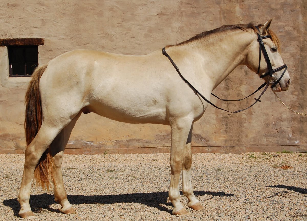 Соболевая масть лошади