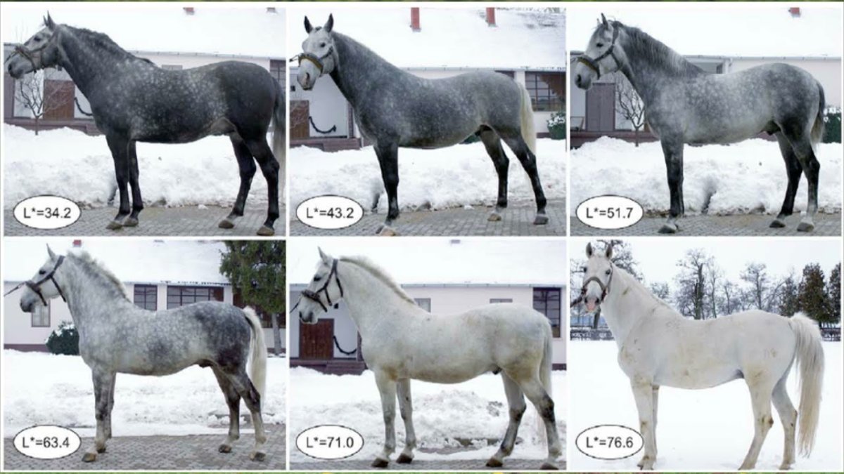 Масти лошадей отметины и отметины