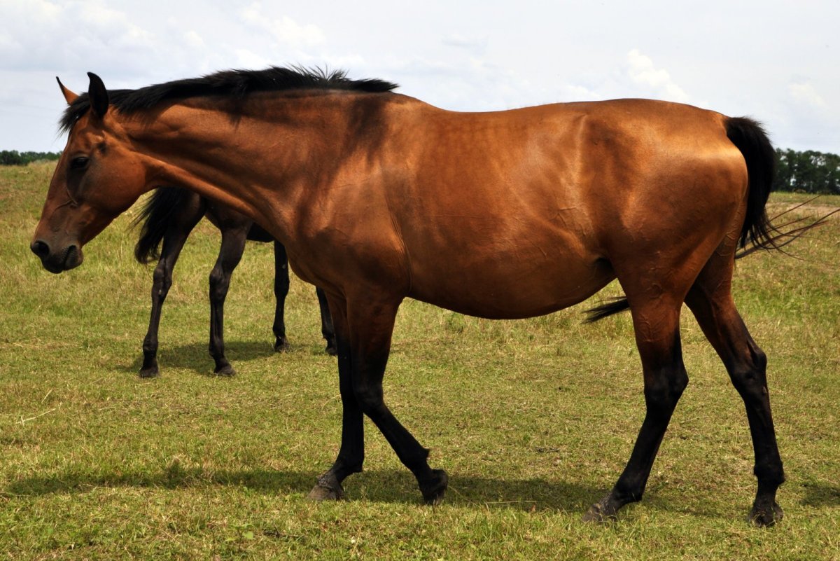 Каурой масти конь