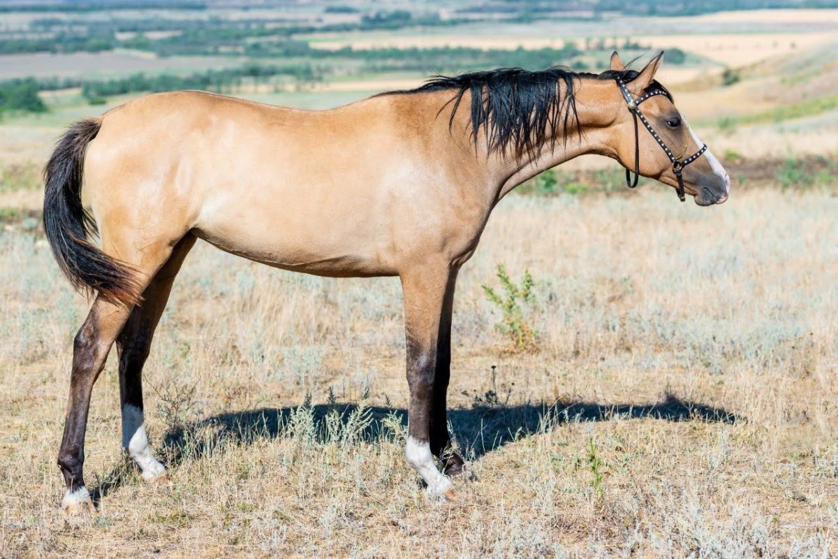 Гнедо саврасая масть