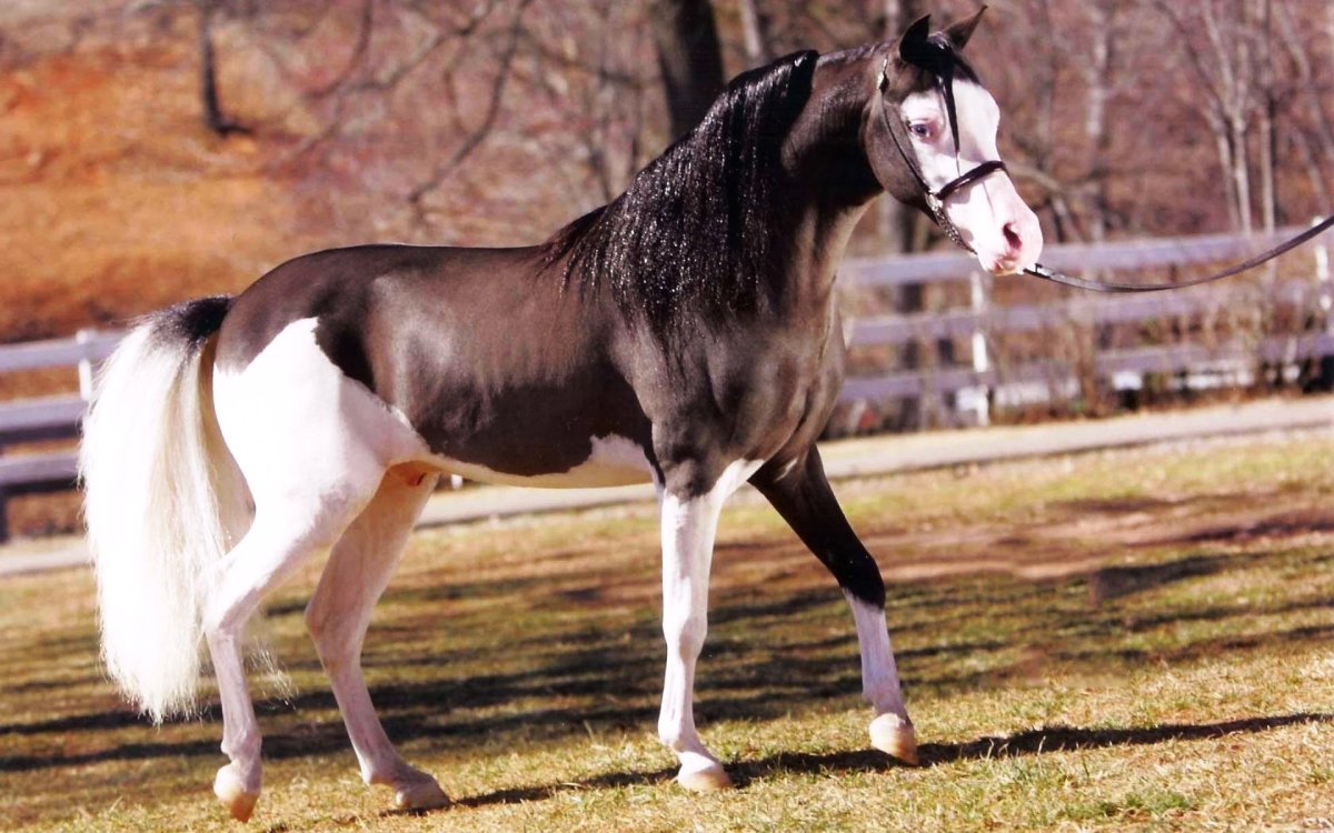 Пегость сплешед Уайт