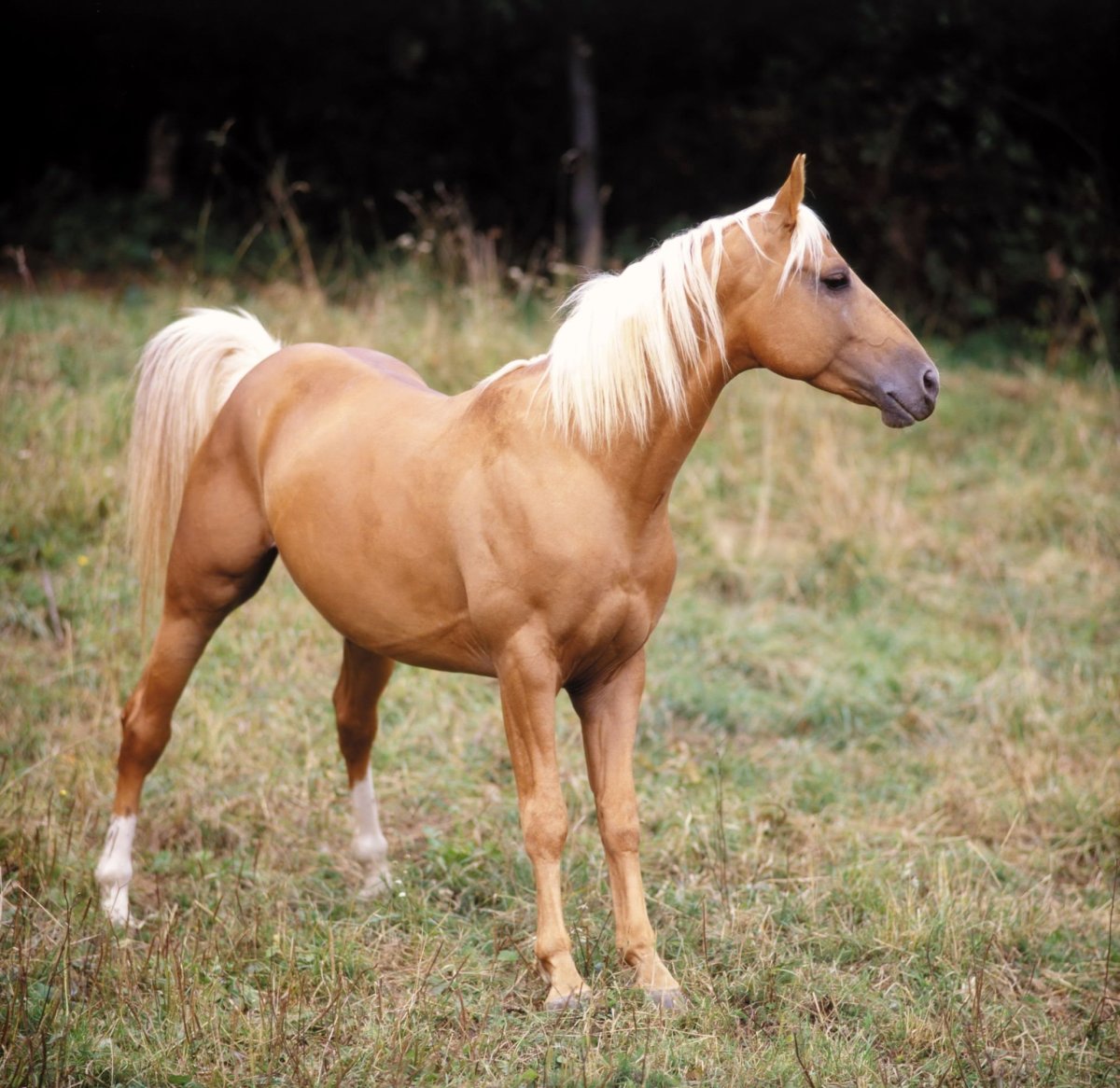 Каурая масть лошади