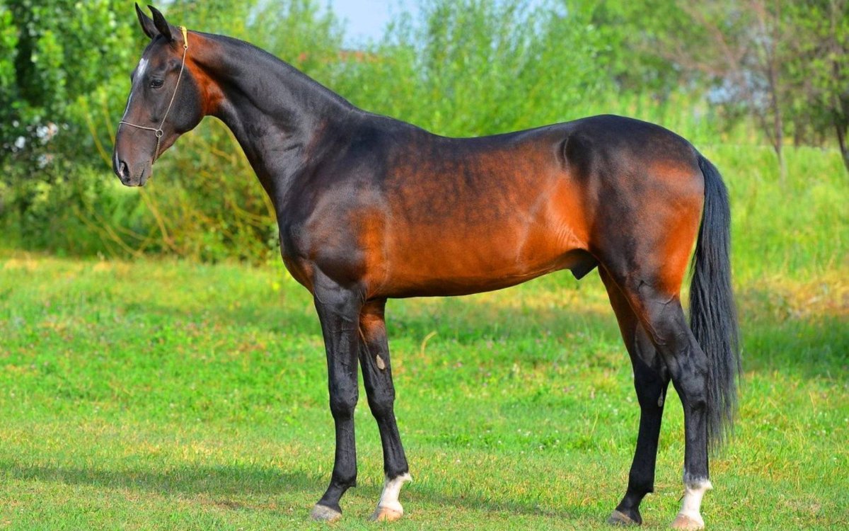 Ахалтекинская караковая