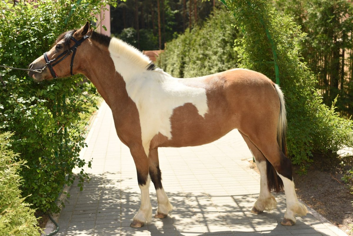 Гнедо пегая