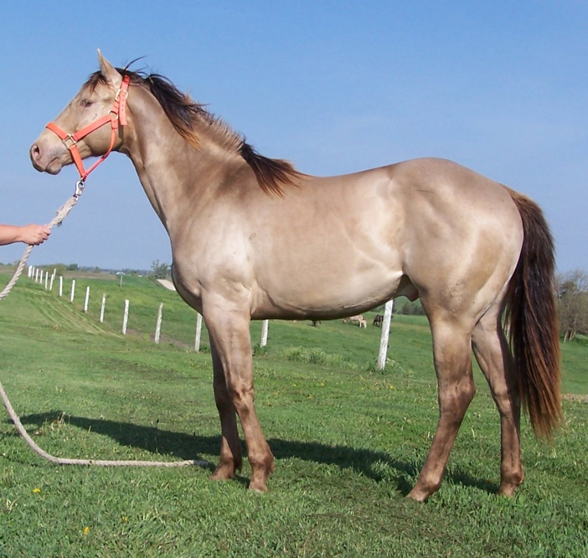 Шампанская масть лошади