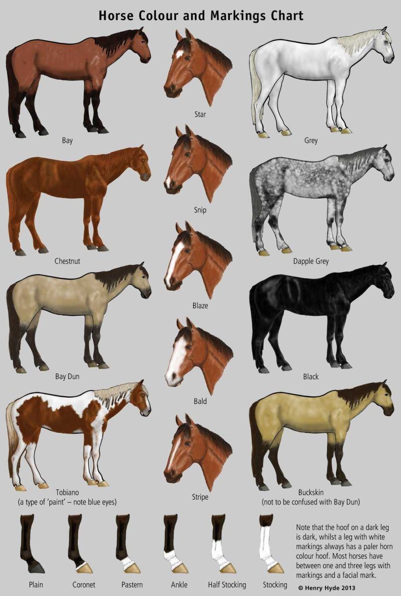 Масти и окрасы лошадей