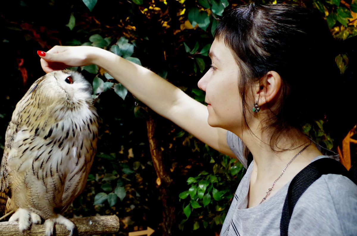 Сова релакс