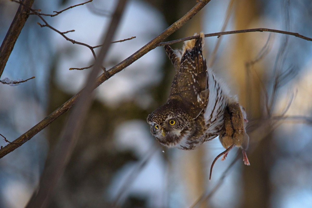 Воробьиный Сыч неясыть