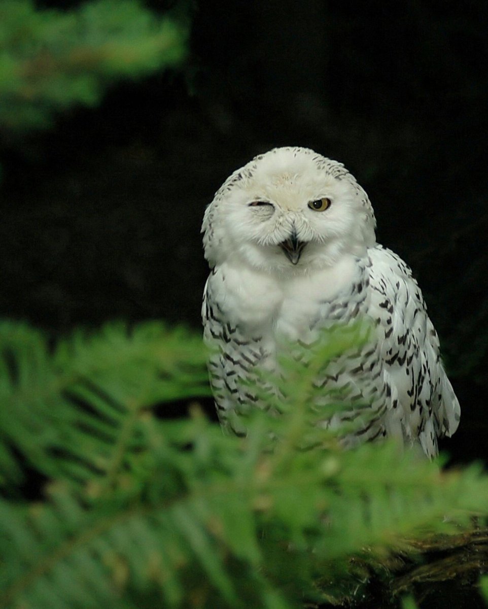 Белолицая сплюшка