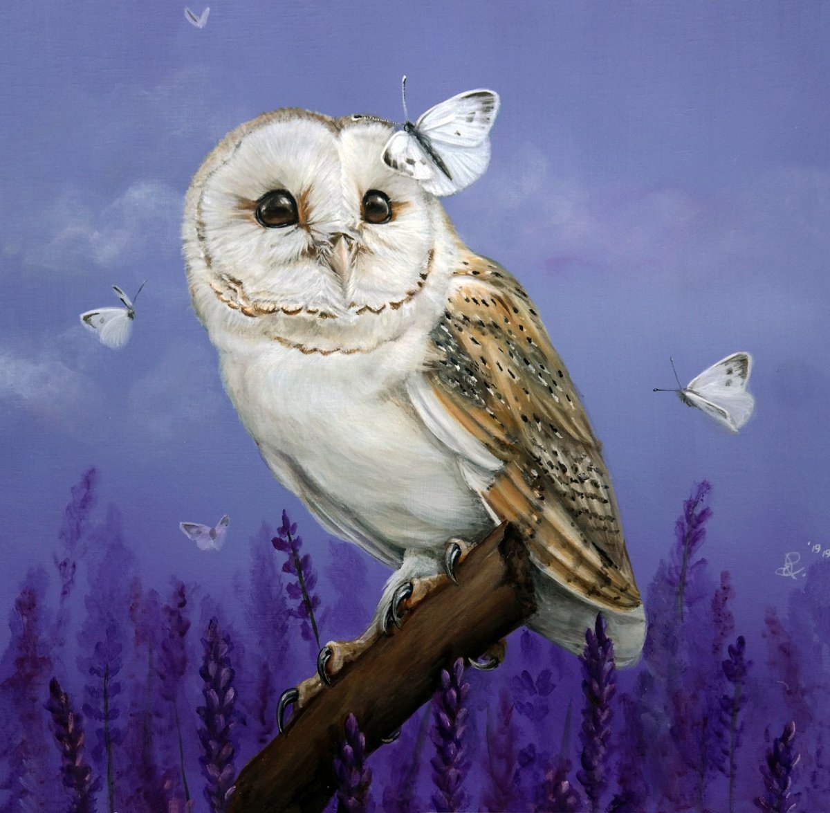 Сипуха рисунок