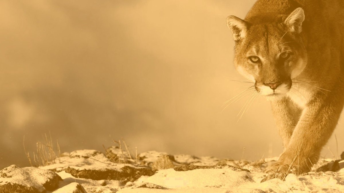 Пума кошка